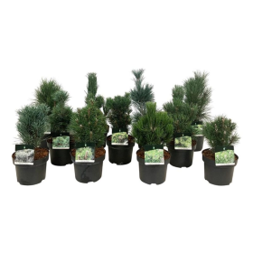 Spygliuotis, pušūnas, aukštis 30-40 cm., vazonas 5 l.