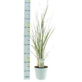 Žolinis augalas, lendrūnas "Overdam", vazono skersmuo 17 cm.