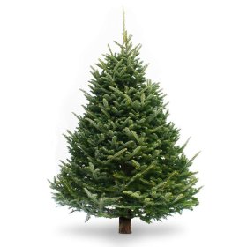 Kaukazinis kėnis (Abies nordmanniana), kirstas, aukštis 1-1,25 m. Premium kokybė