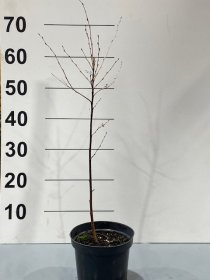 Dekoratyvinis medis, beržas karpotasis, vazonėlio skersmuo 17 cm.