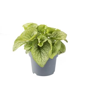 Daugiametė gėlė, brunera stambialapė "Mega Heart", vazonėlio skersmuo 14 cm.