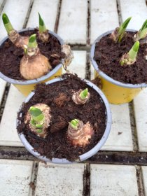 Kambarinis augalas, narcizas (3 svog.), vazonėlio skersmuo 9 cm.