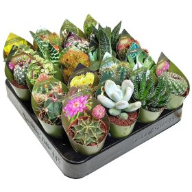 Kambarinis augalas, kaktusas "Mix", vazonėlio skersmuo 6 cm.