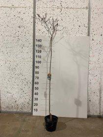 Dekoratyvinis medis, sakura "Kojau-no-mai", vazonėlio skersmuo 21 cm.