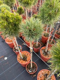 Spygliuotis, pušis paprastoji "Frensham", ant stiebo, vazonėlio skersmuo 22 cm.