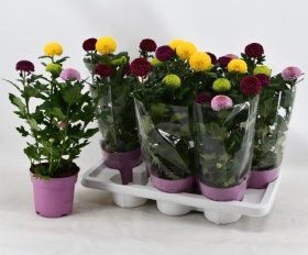 Vienmetė gėlė, chrizantema, vazonėlio skersmuo 14 cm.