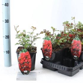 Daugiametė gėlė, rožė "Fairy King", vazonėlio skersmuo 14 cm.