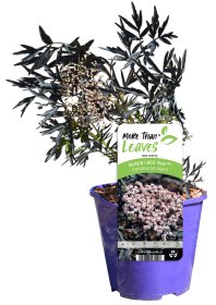 Dekoratyvinis krūmas, juoduogis šeivamedis, vazonas 2 l.