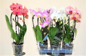 Kambarinis augalas, orchidėja (Phalaenopsis), 2 šakos, vazonėlio skersmuo 12 cm.