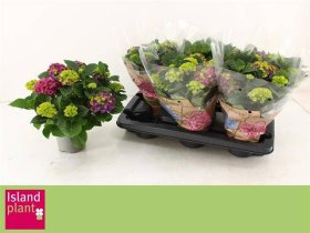 Dekoratyvinis krūmas, hortenzija "Ningbo", vazonėlio skersmuo 13 cm.