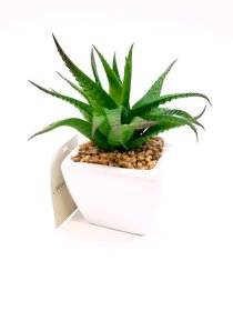 Dirbtinis sukulentas NOVELLY HOME Am-0039, keraminiame vazonėlyje