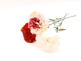 Dirbtinė gėlė gvazdikas NOVELLY HOME Dy1-3122A, baltos sp., 45 cm