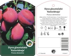 Vaismedis, slyva glaustašakė "Kolovidnaja"