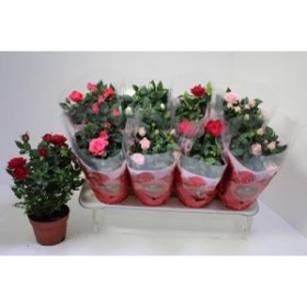 Kambarinis augalas, rožė vazonėlyje, vazonėlio skersmuo 13 cm.