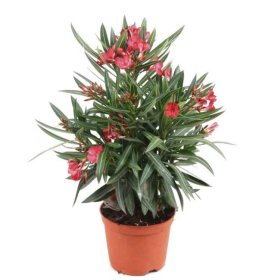 Kambarinis augalas, oleandras, vazonėlio skersmuo 13 cm.