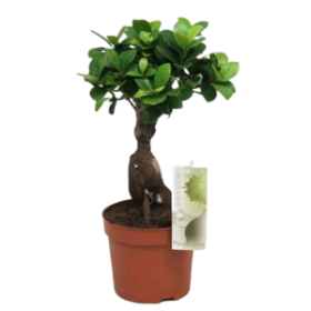 Kambarinis augalas, fikusas (bonsai), vazonėlio skersmuo 17 cm.