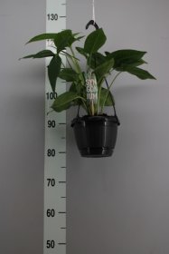 Kambarinis augalas, singonis (pakabinamas), vazonėlio skersmuo 15 cm.