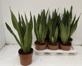 Kambarinis augalas, sansevjera "Zeylanica", vazonėlio skersmuo 17 cm.