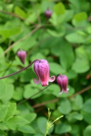 Vijoklinis augalas, raganė PREMIUM, įvairios veislės, vazonėlio talpa 2 l.