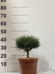 Spygliuotis, pušis "Bayo", vazonėlio skersmuo 23 cm.