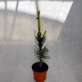 Spygliuotis, pušis tunbergo "Ogon", vazonėlio skersmuo 20 cm.