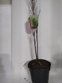 Dekoratyvinis krūmas, šaltekšnis paprastasis "Aspenifolia Fineline", vazonas 3 l.