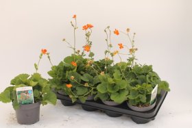 Daugiametė gėlė, žiognagė "Cocc Borisii", vazonėlio skersmuo 13 cm.