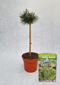 Spygliuotis, pušis hondinė "Jane Kluis", vazonas 5 l.