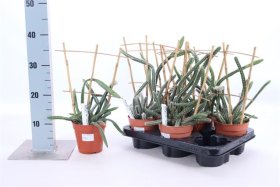 Kambarinis augalas, kaktusas (pailgas), vazonėlio skersmuo 12 cm.