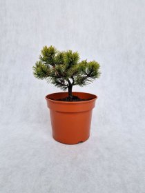 Spygliuotis, pušis kalninė "Ophir", vazonas 3 l.