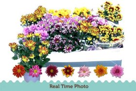 Vienmetė gėlė, chrizantema, įvairios, vazonėlio skersmuo 12 cm.