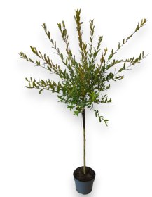 Dekoratyvinis medis, karklas sveikalapis "Hakuro-nishiki", ant stiebo, aukštis 40 cm., vazonėlio skersmuo 23 cm.