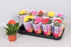 Kambarinis augalas, gerbera, vazonėlio skersmuo 12 cm.