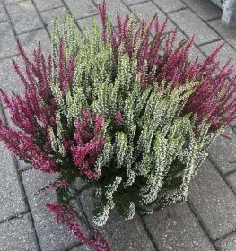 Vienmetis augalas, viržis, įvairių sp., vazonėlio skersmuo 23 cm.