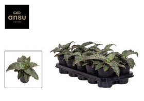 Kambarinis augalas, sansevjera "Star Green", vazonėlio skersmuo 9 cm.