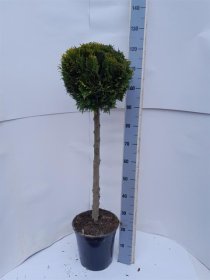 Spygliuotis, puskiparisis "Stardust", vazonėlio skersmuo 27 cm.