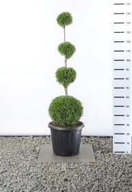 Spygliuotis, tuja vakarinė "Smaragd" (Pom Pom), aukštis 100 cm., vazonas 12 l.