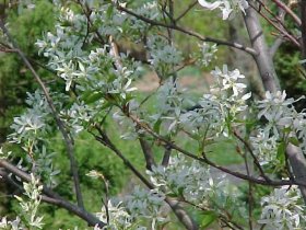Dekoratyvinis medis, lamarko medlieva, vazonėlio skersmuo 21 cm.
