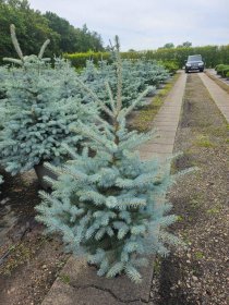 Spygliuotis, eglė dygioji "Blue Diamond", aukštis 100-125 cm., vazonas 25 l.