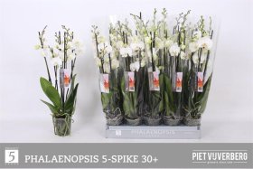 Kambarinis augalas, orchidėja "Phal Whit", 5 šakos, vazonėlio skersmuo 12 cm.