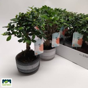 Kambarinis augalas, fikusas (bonsai), vazonėlio skersmuo 12 cm.