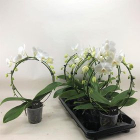 Kambarinis augalas, orchidėja (Phalaenopsis) "Ratas", vazonėlio skersmuo 12 cm.