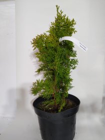 Spygliuotis, tuja vakarinė "Aurea Nana", vazonas 2,5 l.
