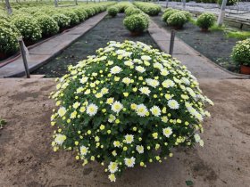 Vienmetė gėlė, chrizantema, dubenėlio skersmuo 21 cm.