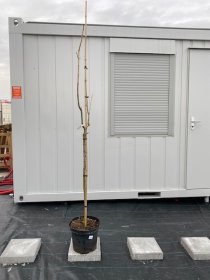 Dekoratyvinis medis, uosis "Jazdow", vazonėlio skersmuo 28 cm.