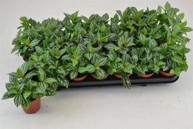 Kambarinis augalas, pilėja "Cadierei", vazonėlio skersmuo 9 cm.