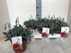 Kambarinis augalas, žilė, vazonėlio skersmuo 12 cm.