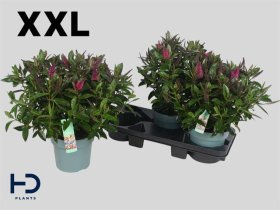 Dekoratyvinis krūmas, hebė "Ov Pink", vazonėlio skersmuo 17 cm.