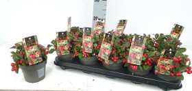 Šliaužiantis augalas, bruknuolė "Big Berry", vazonėlio skersmuo 12 cm.