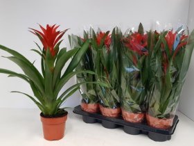 Kambarinis augalas, guzmanija "Amoretto", vazonėlio skersmuo 13 cm.